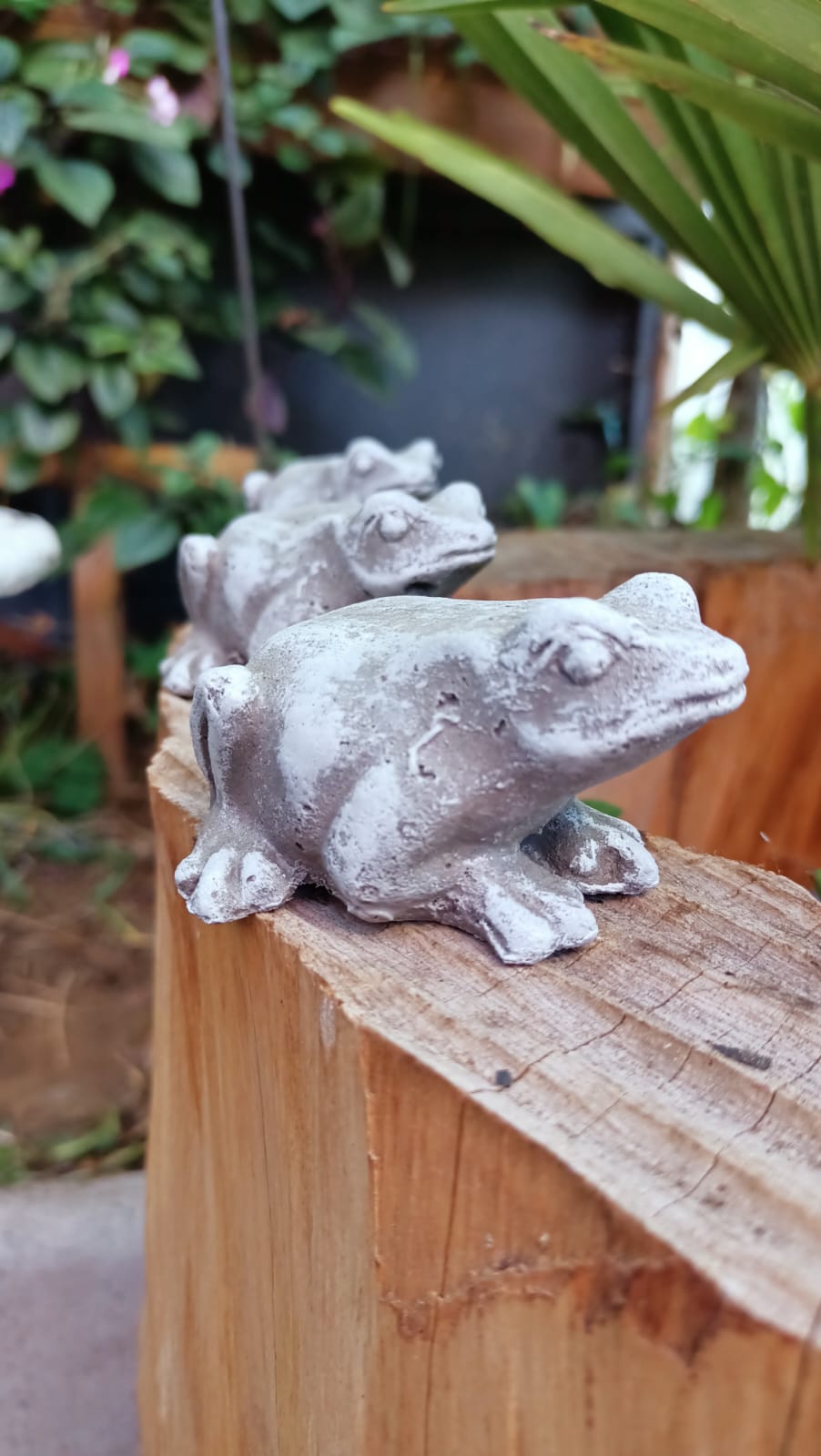 Sapitos Pequeños