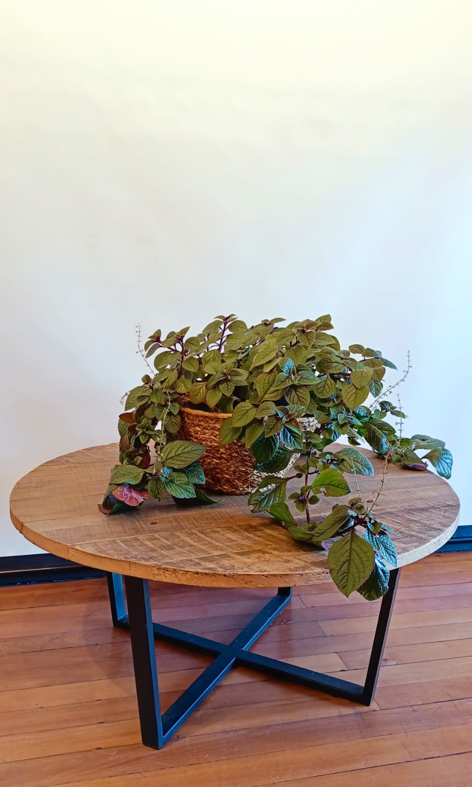 Mesa Begonia