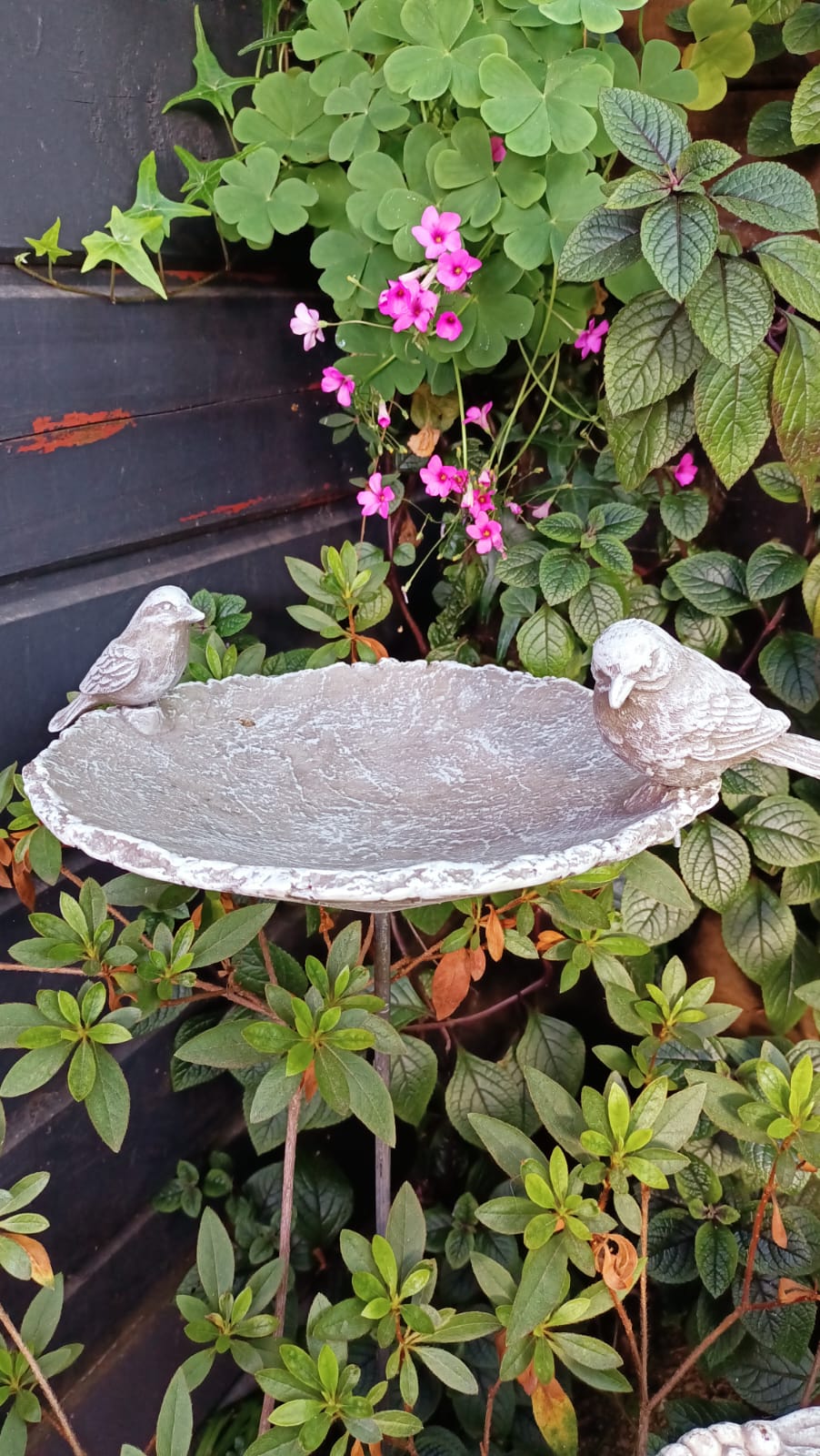 Bebedero con Pedestal