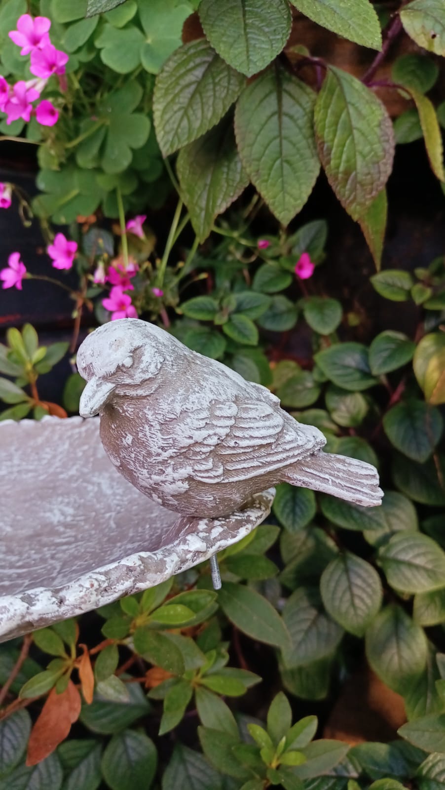 Bebedero con Pedestal