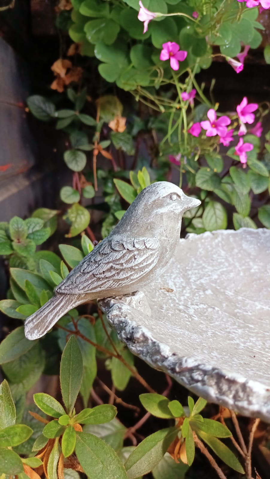 Bebedero con Pedestal