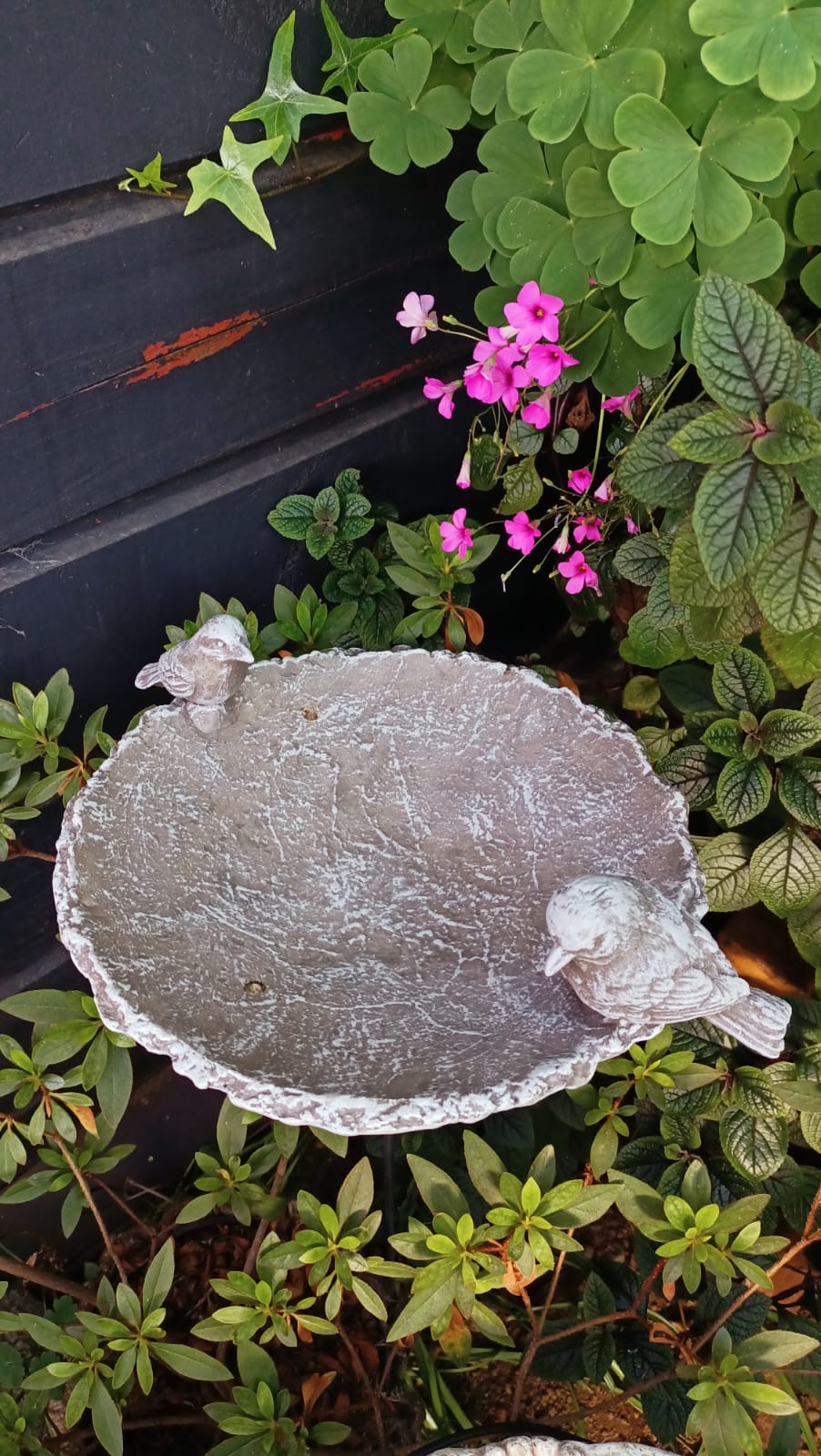 Bebedero con Pedestal